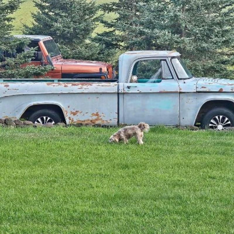 1968 Dodge D150